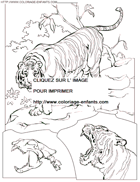 Tiger coloring - Tiger coloring pages to color - Tiger coloring book