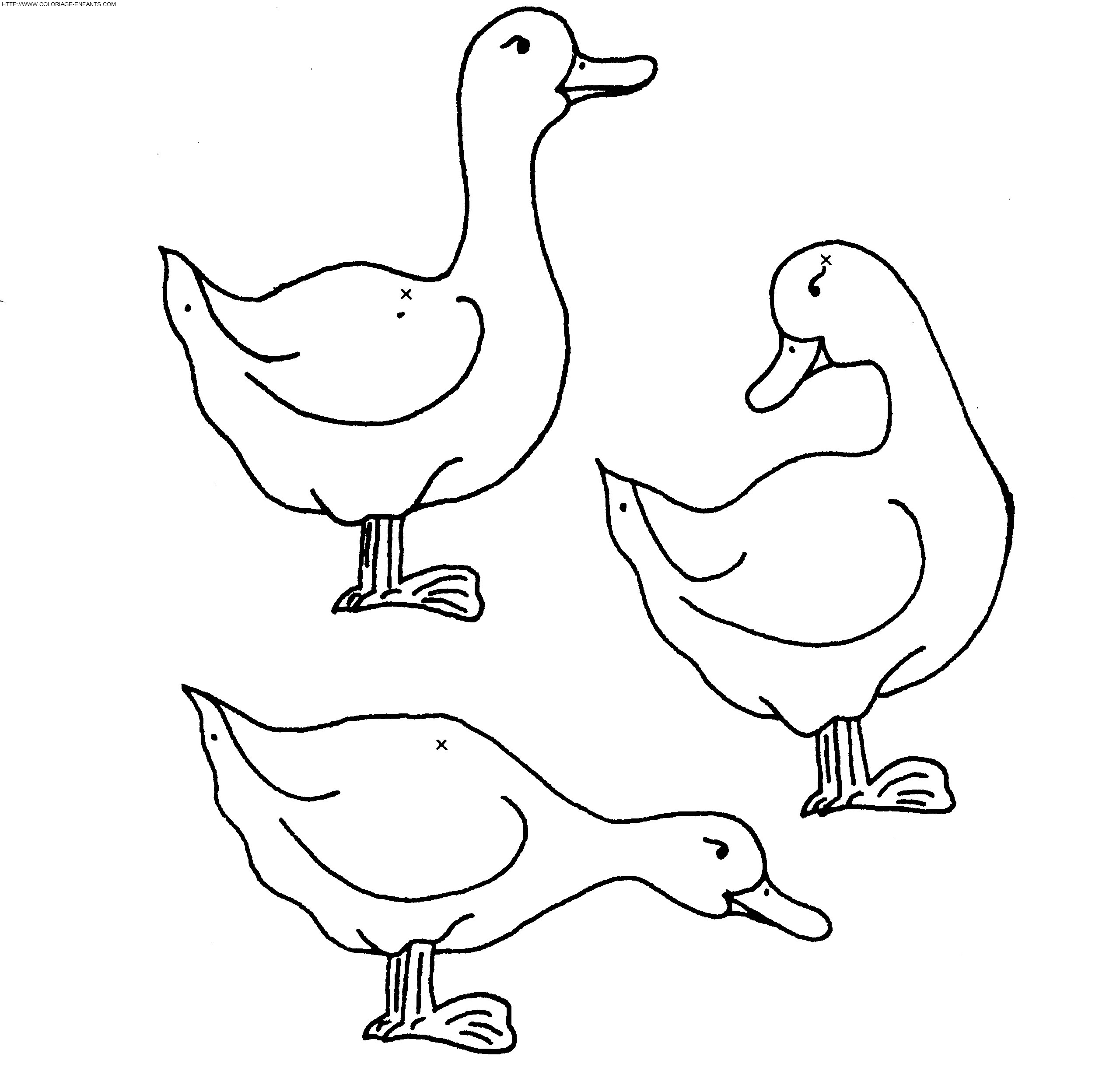 Ducks coloring