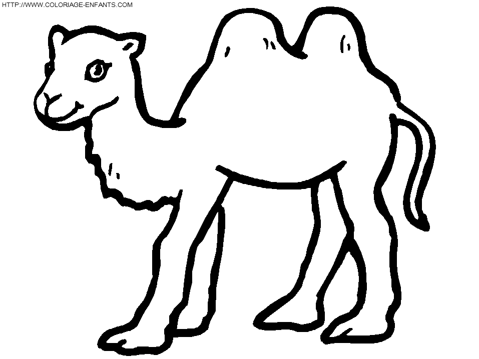 Camels coloring