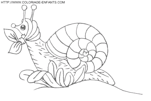 Snails coloring