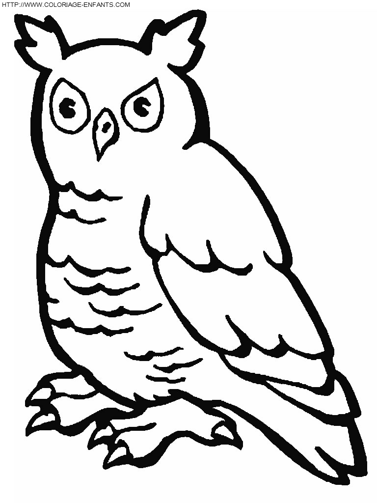 Owls coloring