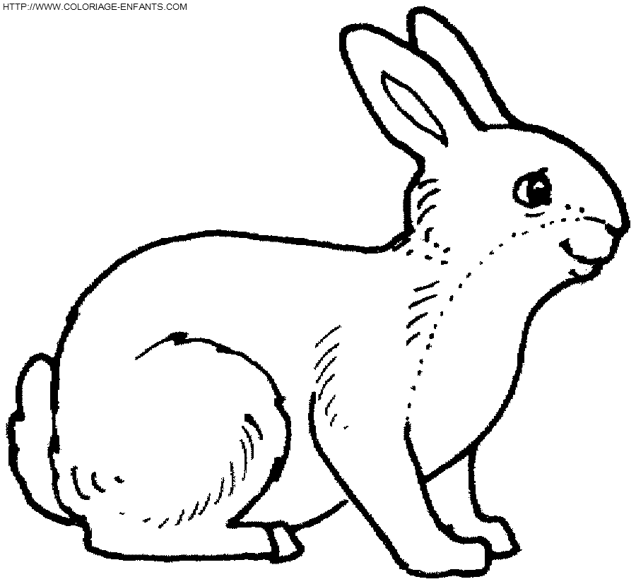 Rabbits coloring