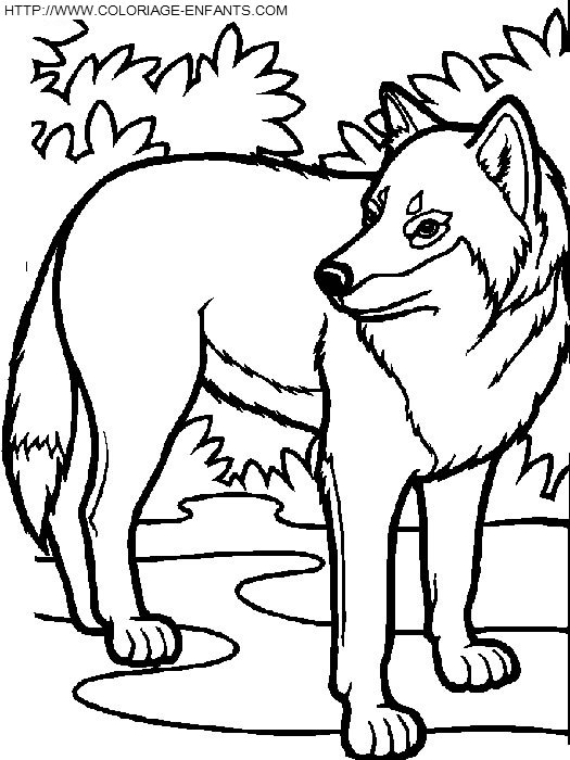 Wolves coloring