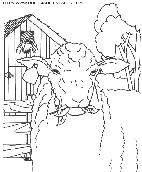 Sheep coloring