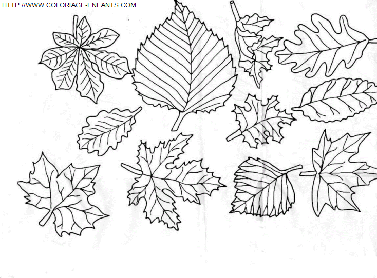 Leaves coloring