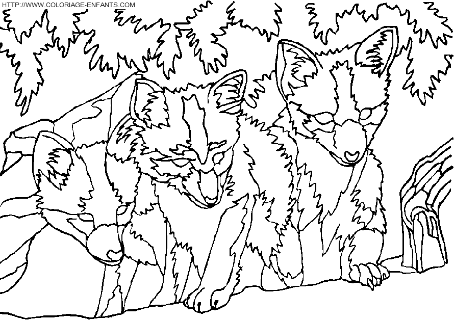Foxes coloring