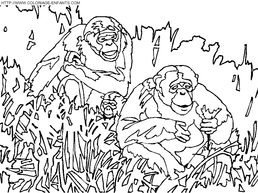 Monkeys coloring