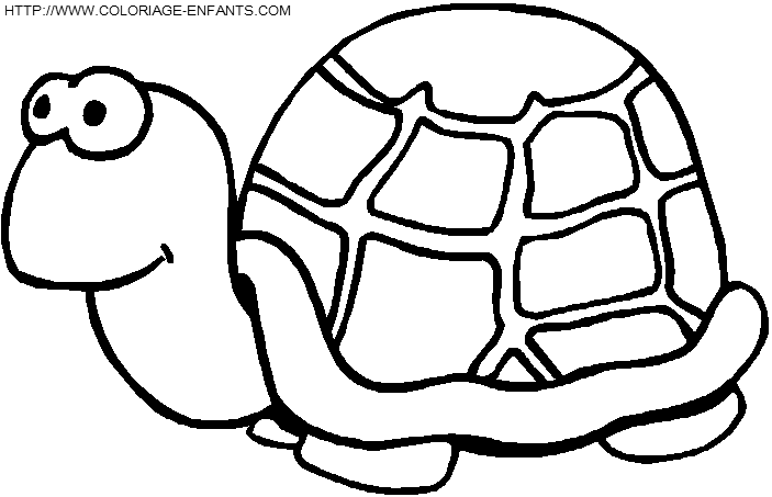 Turtles coloring