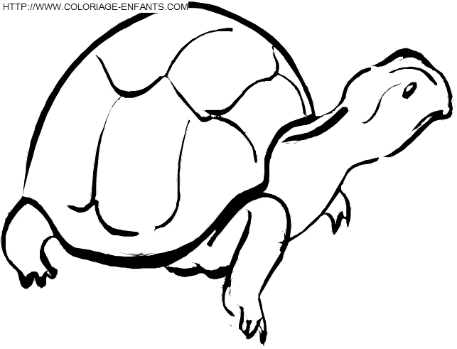 Turtles coloring