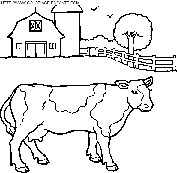 Cows coloring