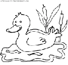 ducks coloring
