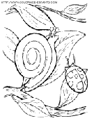 snails coloring book pages