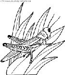 insects coloring book pages