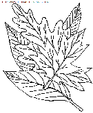 leaves coloring