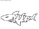 shark coloring